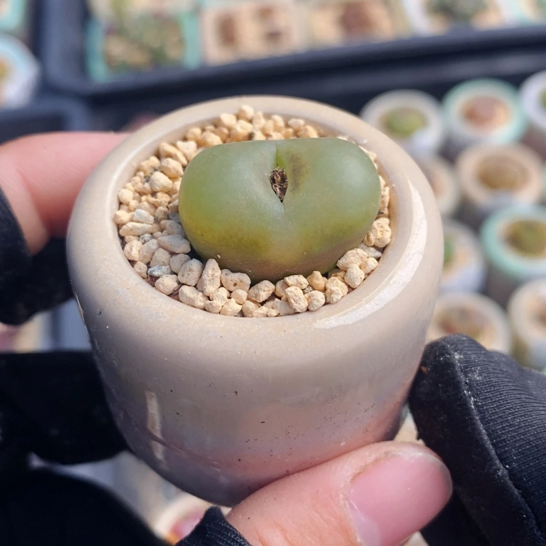 2734-一物一拍 带盆