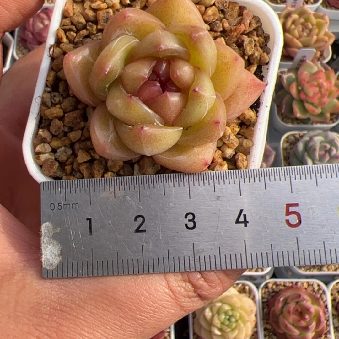 小*星065多肉植物组合盆栽