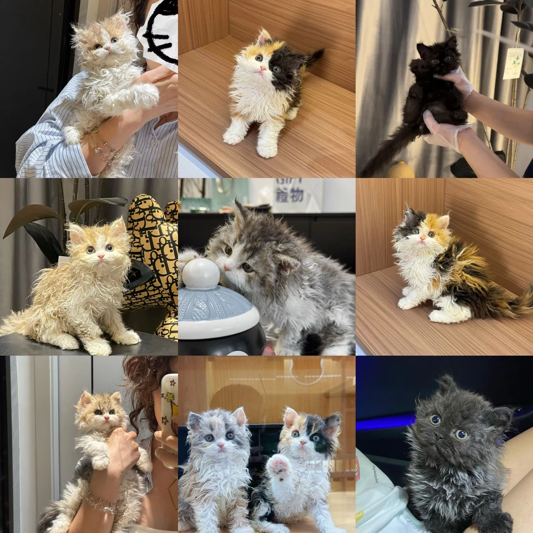 一对一选猫服务 增值新家礼包