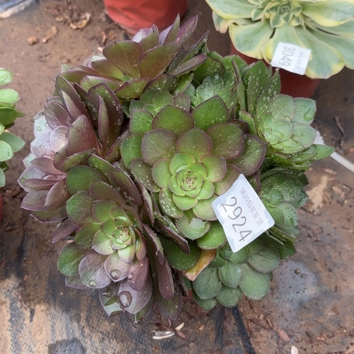 桃花石多肉法师2924