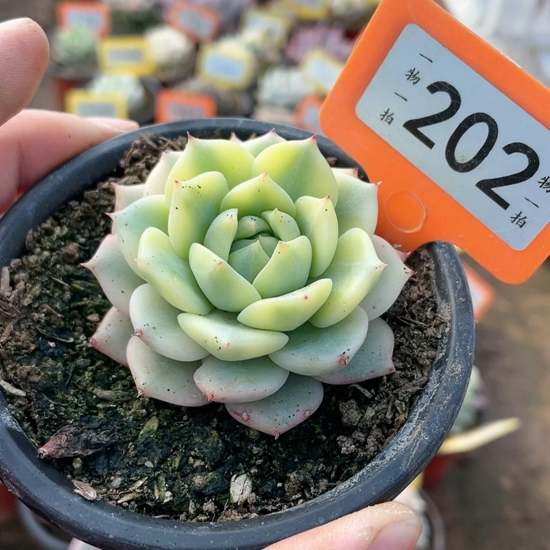 【闪购商品】202号