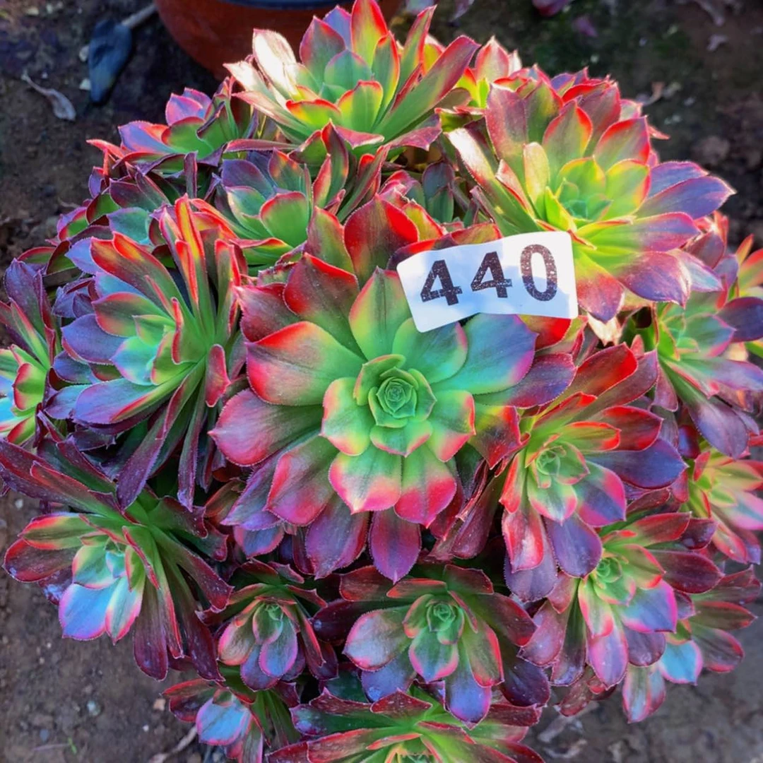 【闪购商品】440安娜多肉