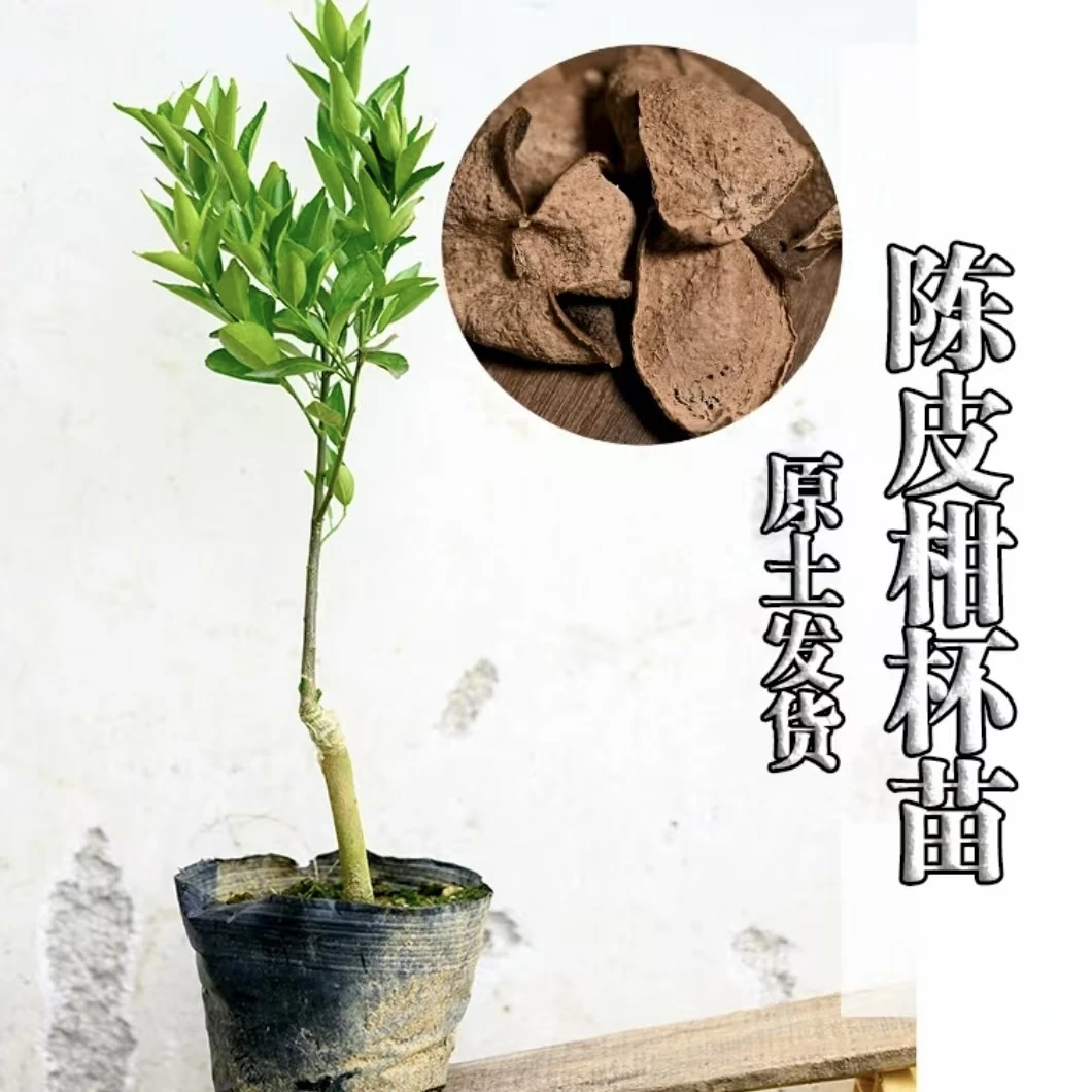 新会花卉盆栽带土新会陈皮柑苗（茶枝柑）