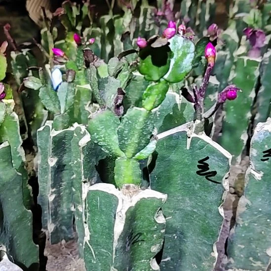 红桑巴嫁接脱土脱盆易掉苞芽57