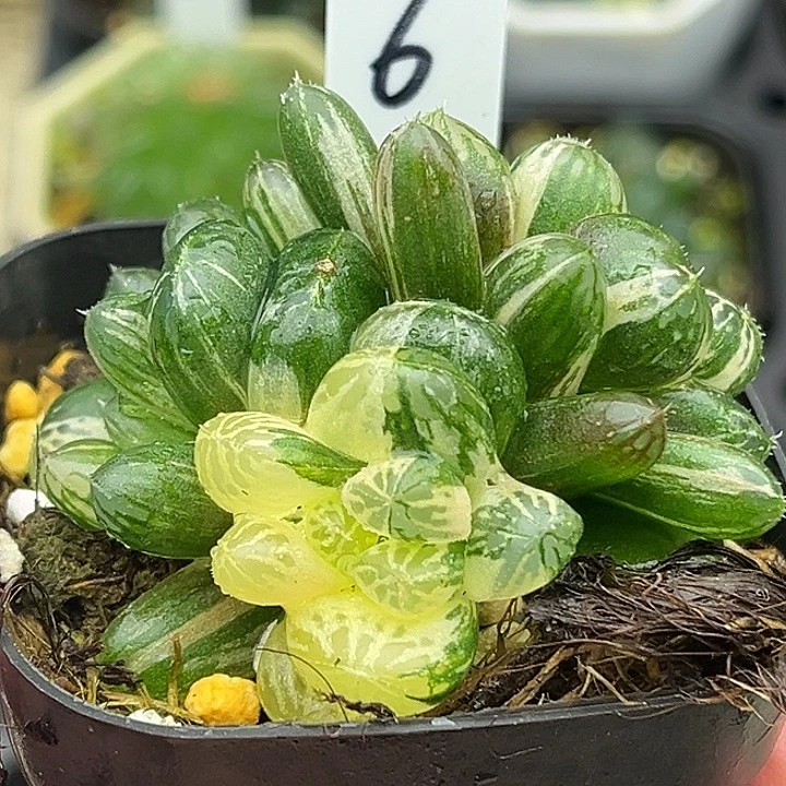 6三头塑料皮玉露锦