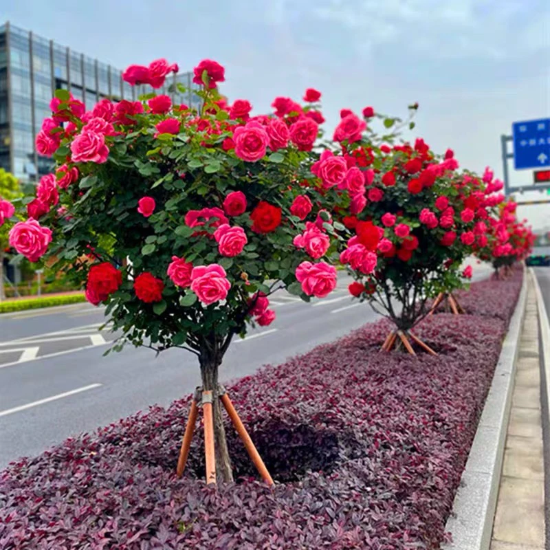 树状月季大花月季翡扇