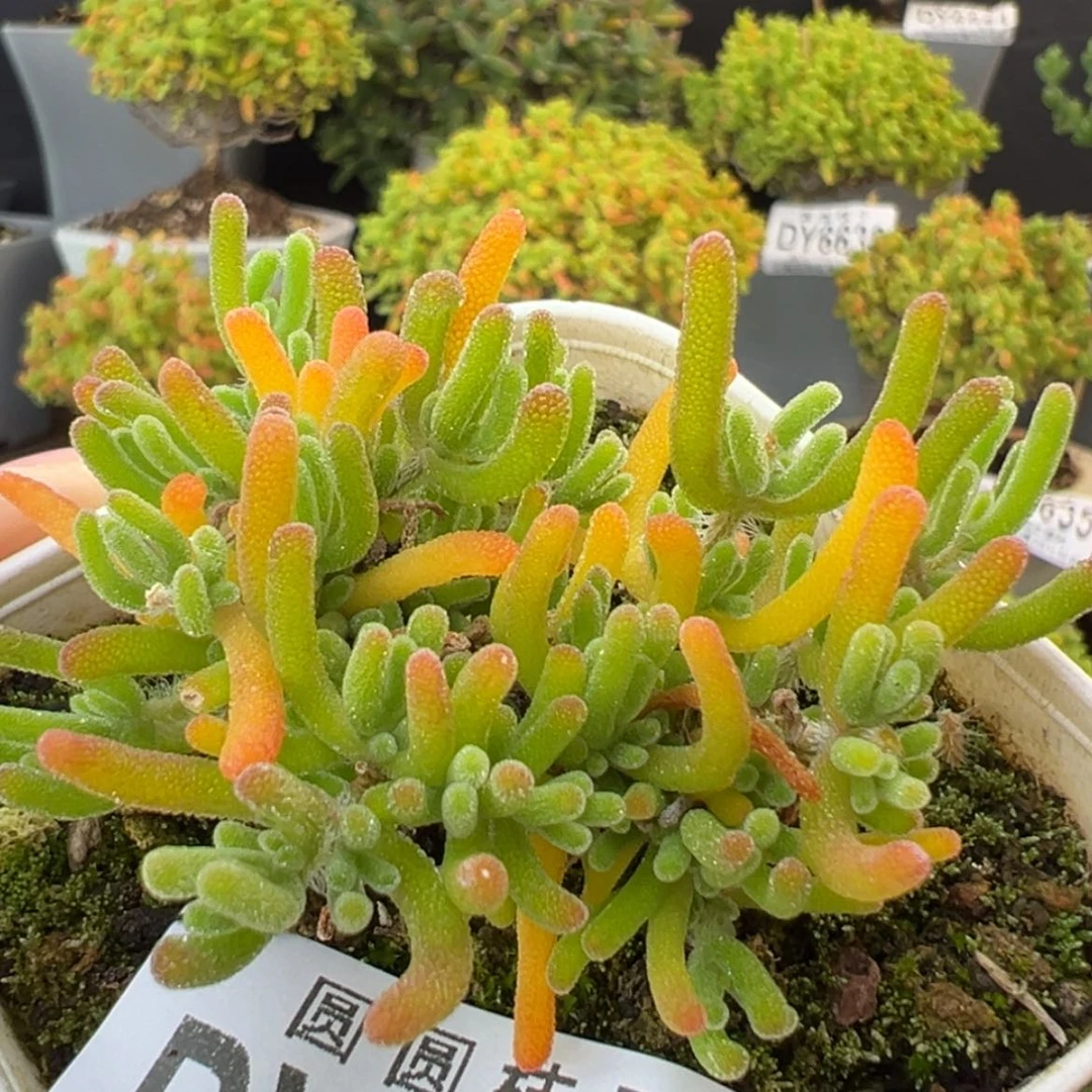 【闪购商品】dy6667好看的不知名冠幅5cm