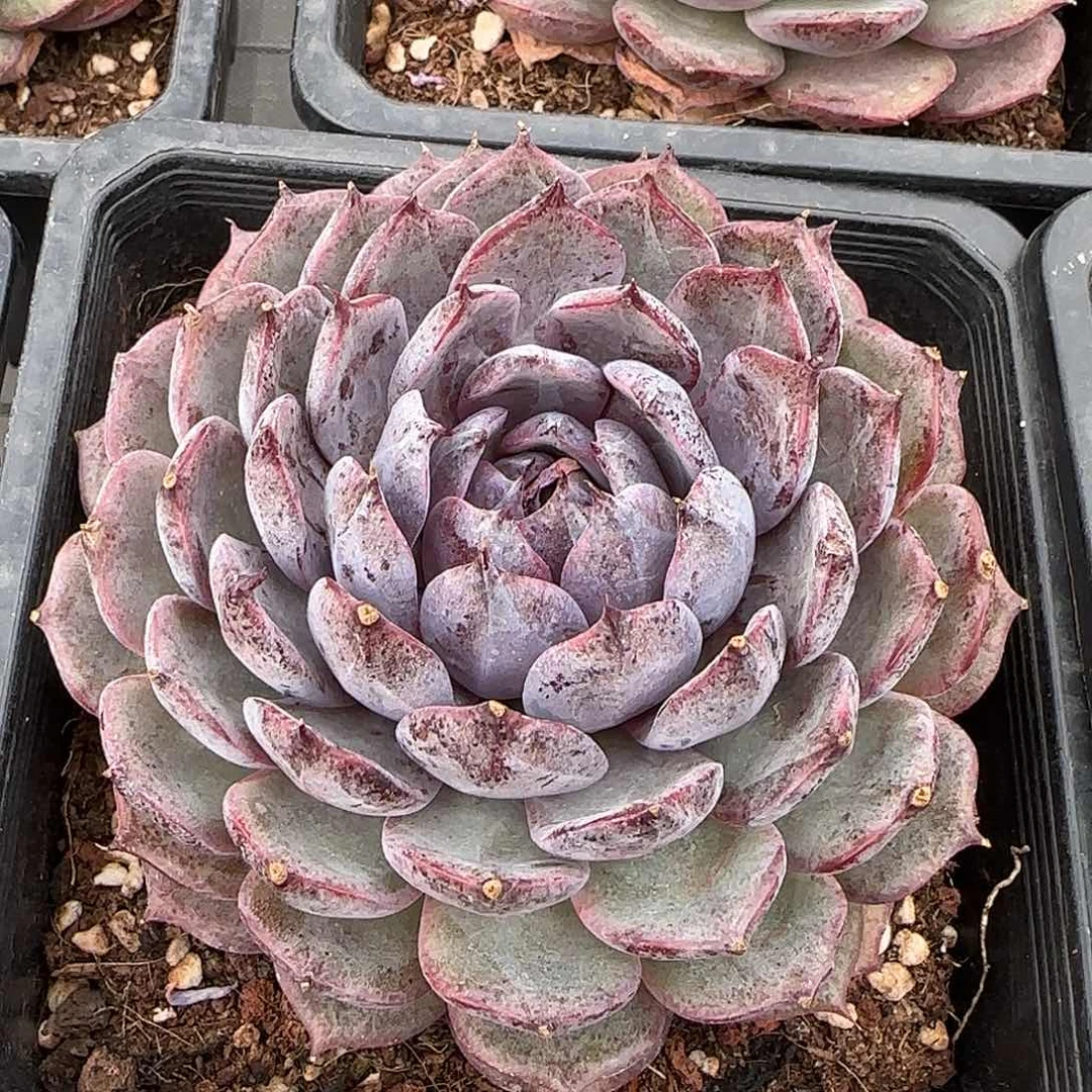 从前慢花园精选蓝莓多肉