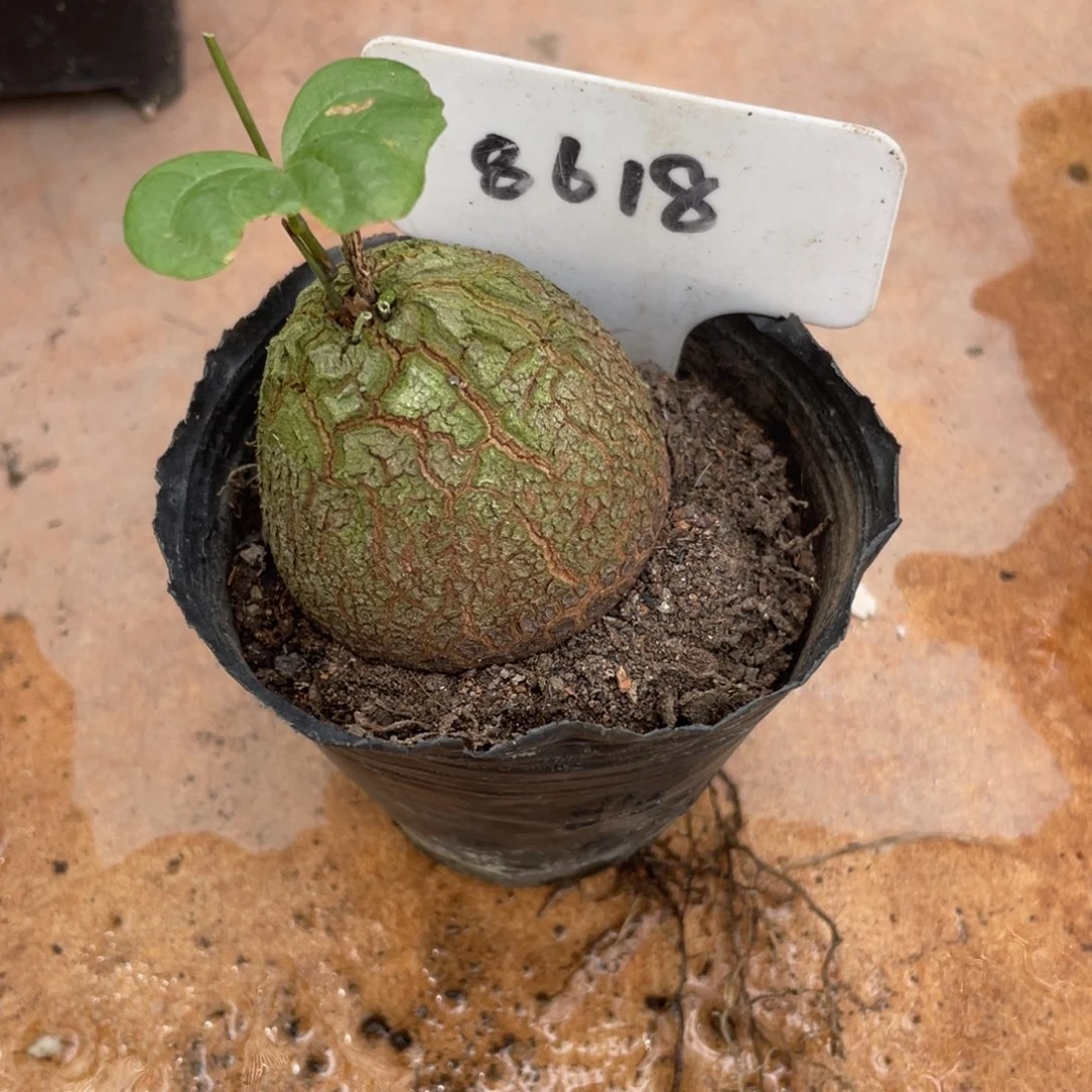 i***y定盆定养龟甲龙植物