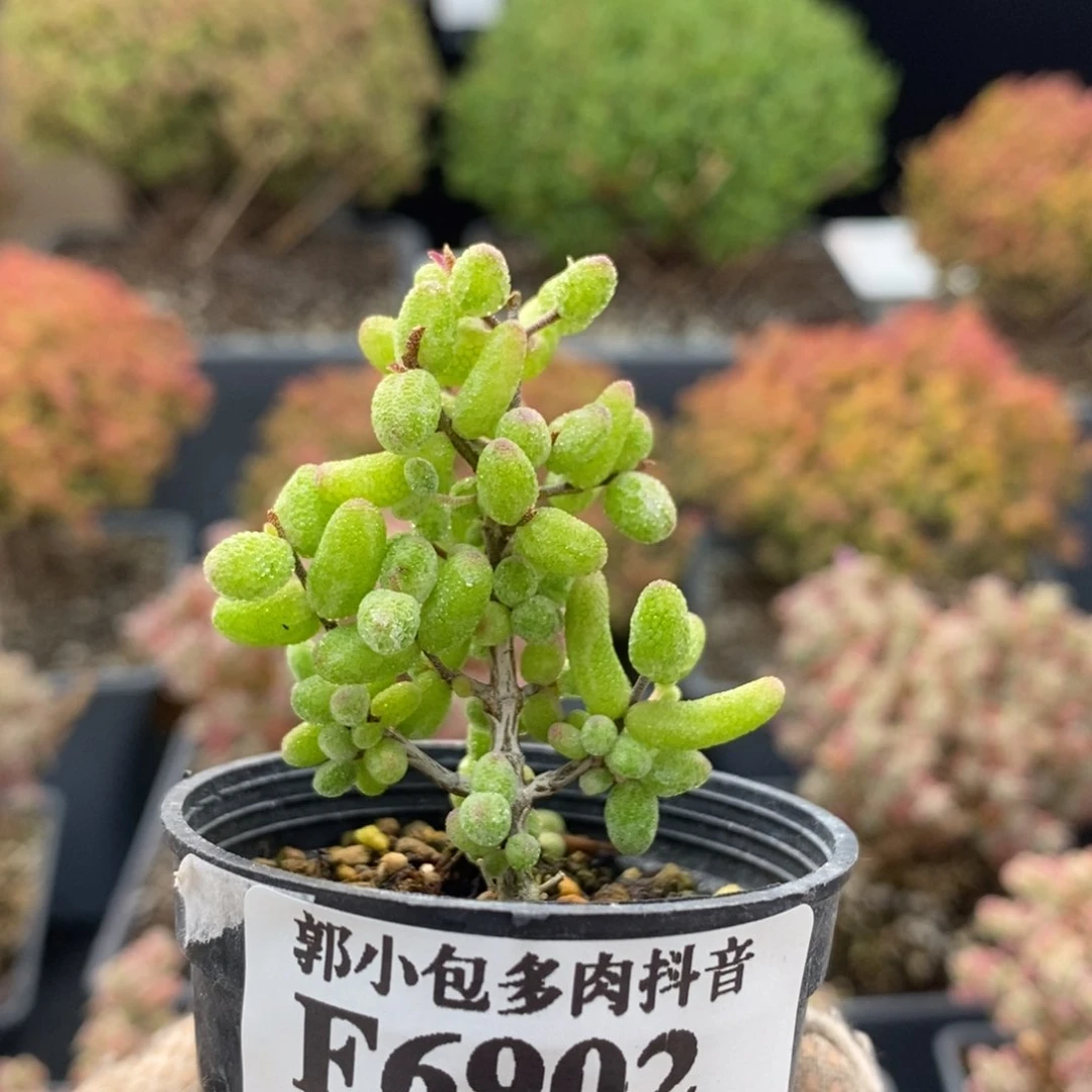 颖*虫白虎斑锦6902枝干番杏