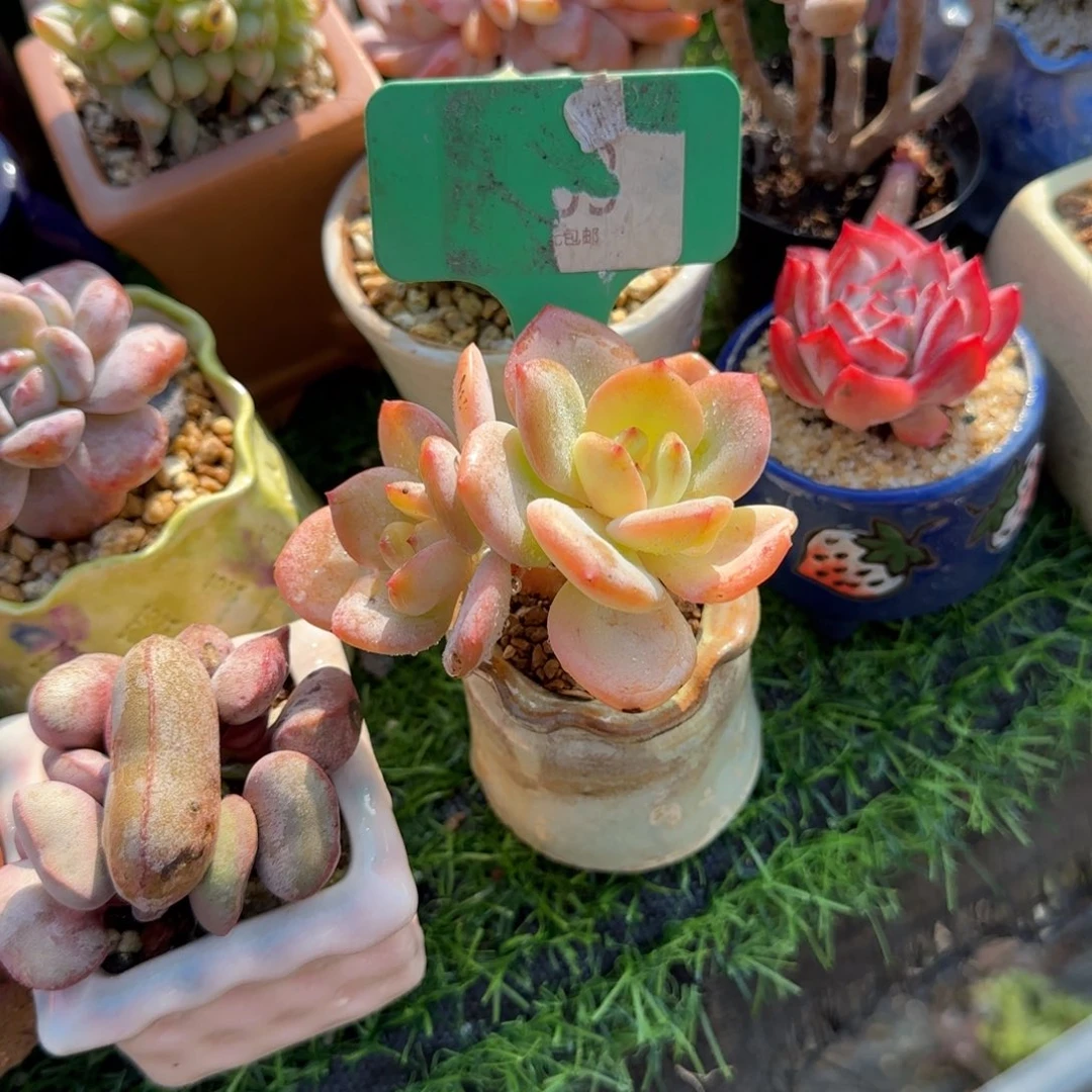 金***！多肉植物肥凤杂交带棚带土