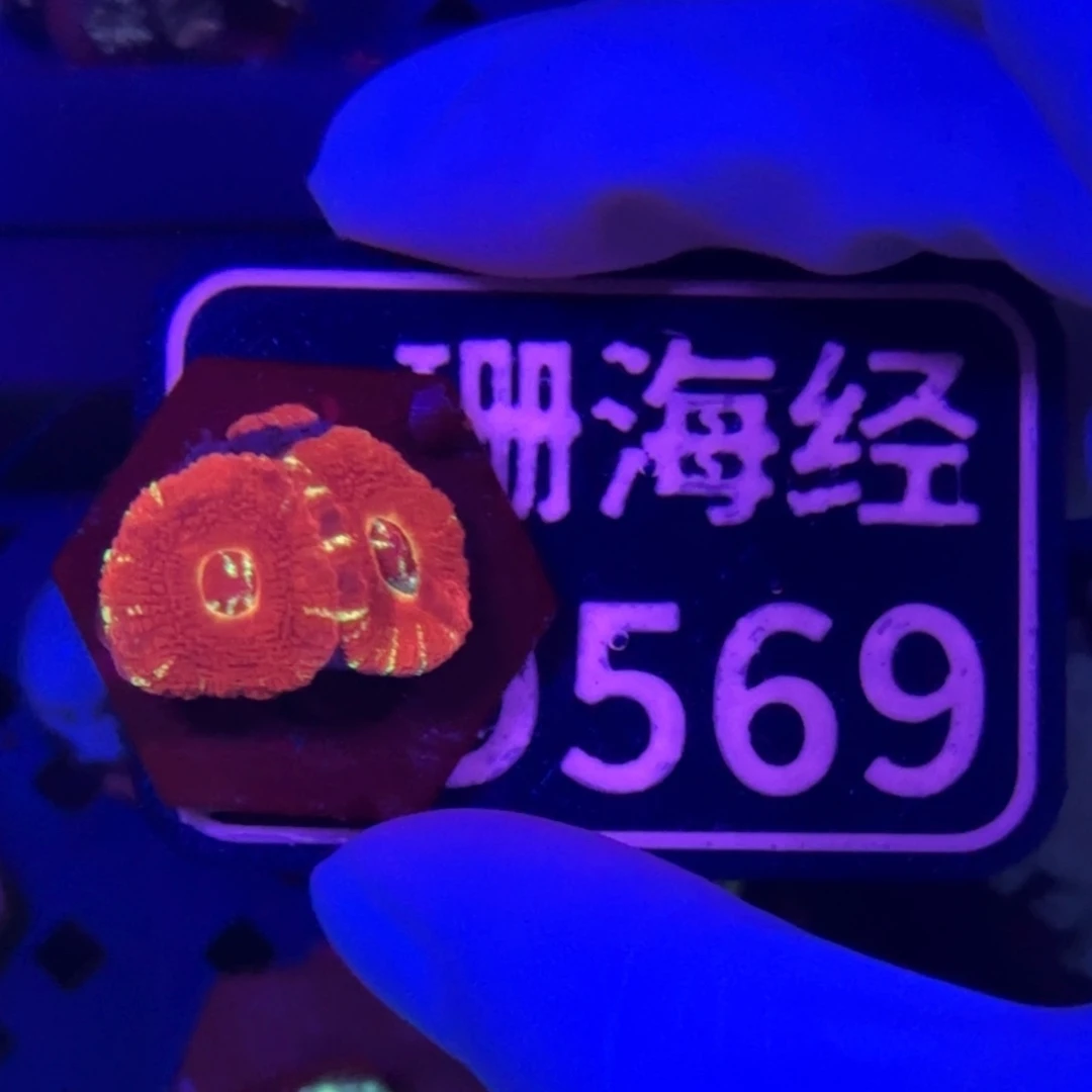 赵***他纽扣珊瑚又又不包邮印尼糖果脑D569