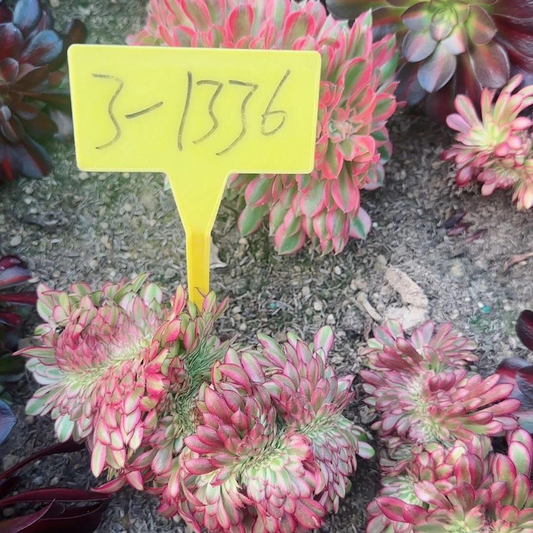 m*y3-1336---多头多肉植物