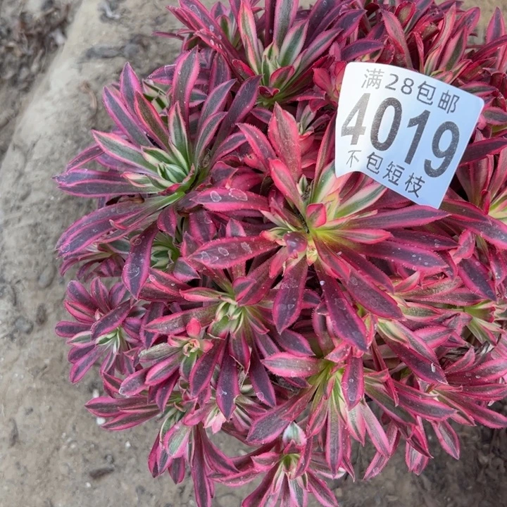 4019多肉植物法师法师