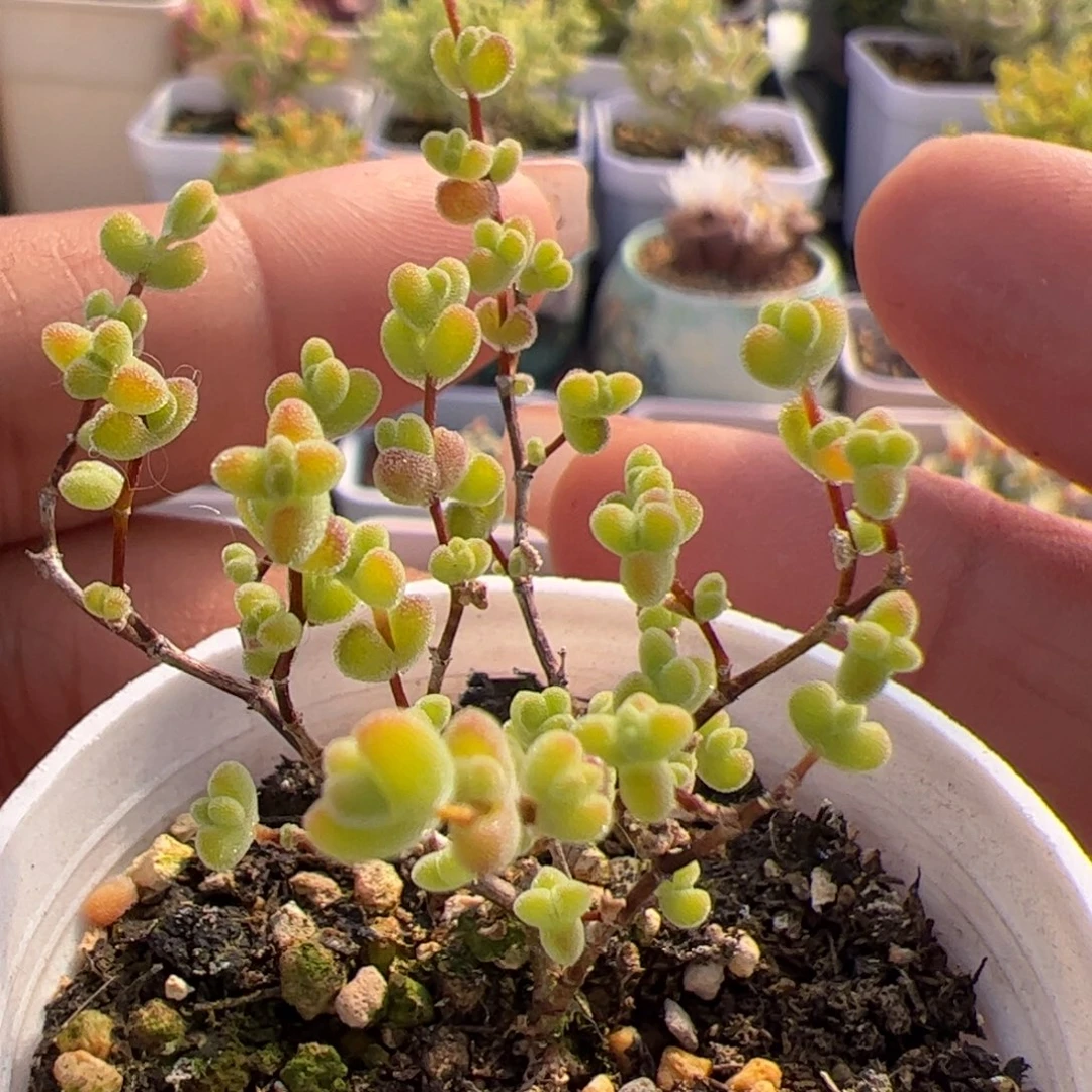 多肉植物枝干黄金莱斯