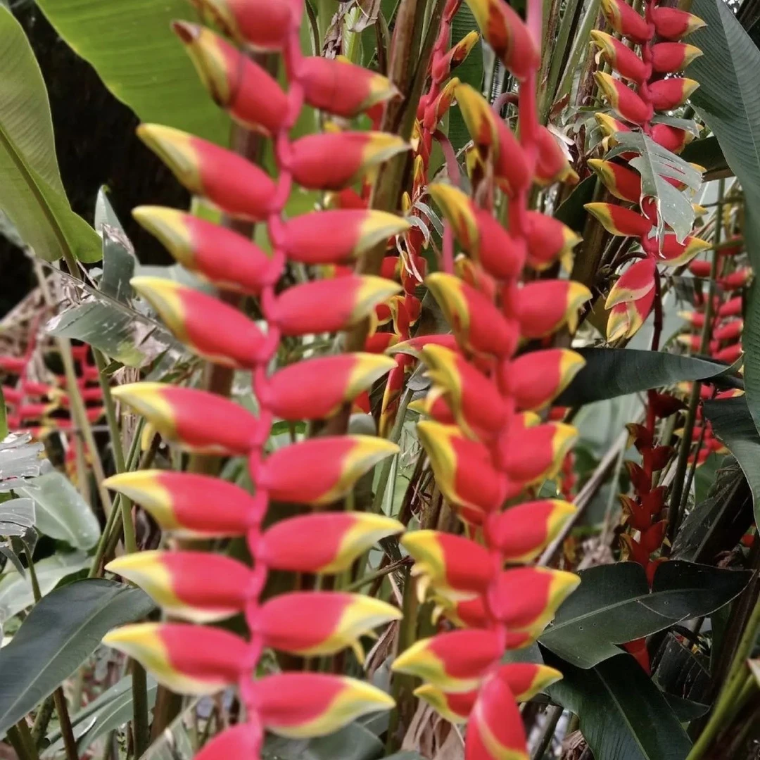 云南基地水培鲜切花蝎尾蕉可做干花高级小众稀有热带花材裸根发货