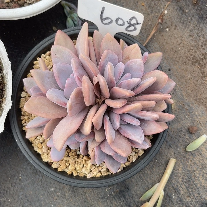 晨语多肉，一物一拍粉兔608