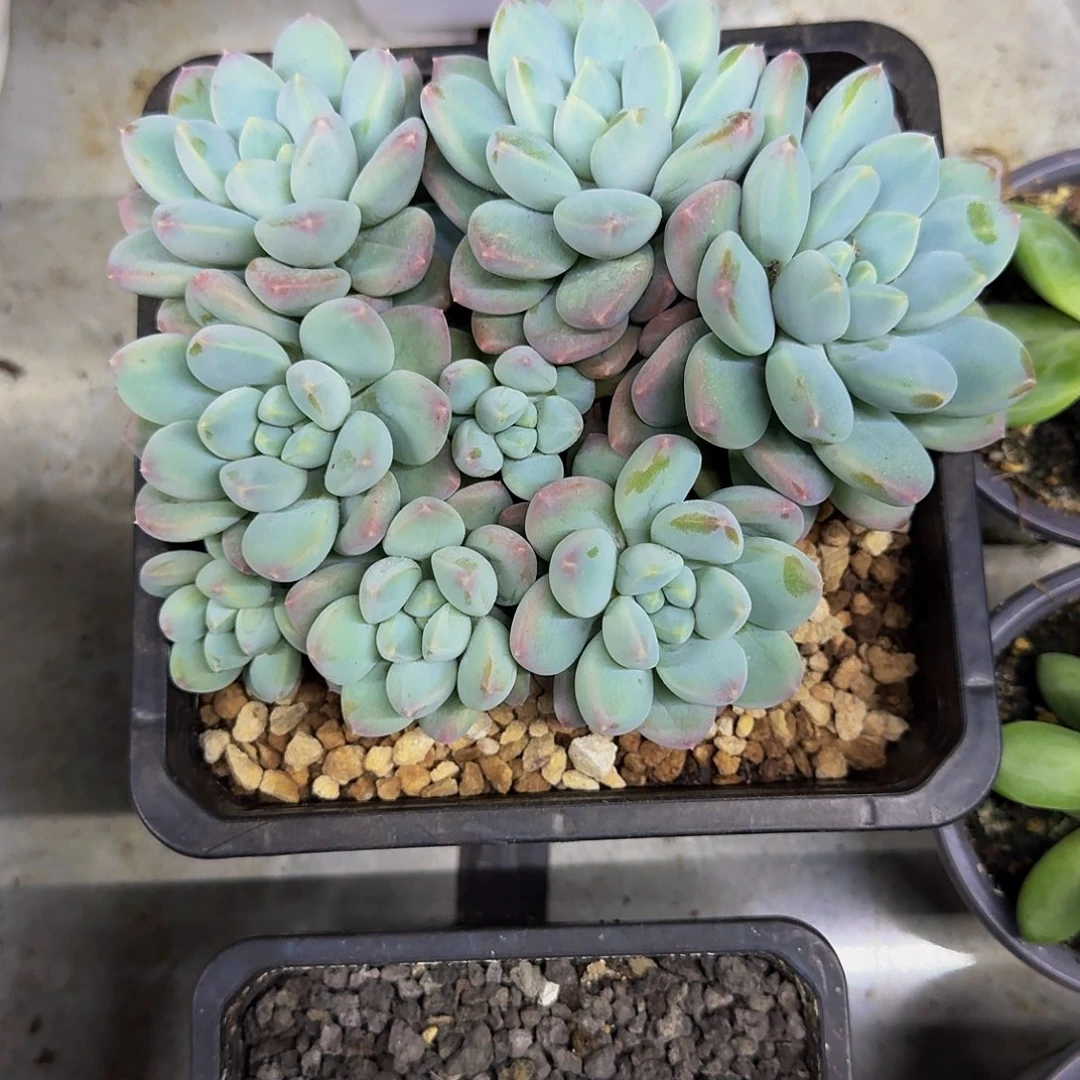 奶糖 8头 群生 一物一拍