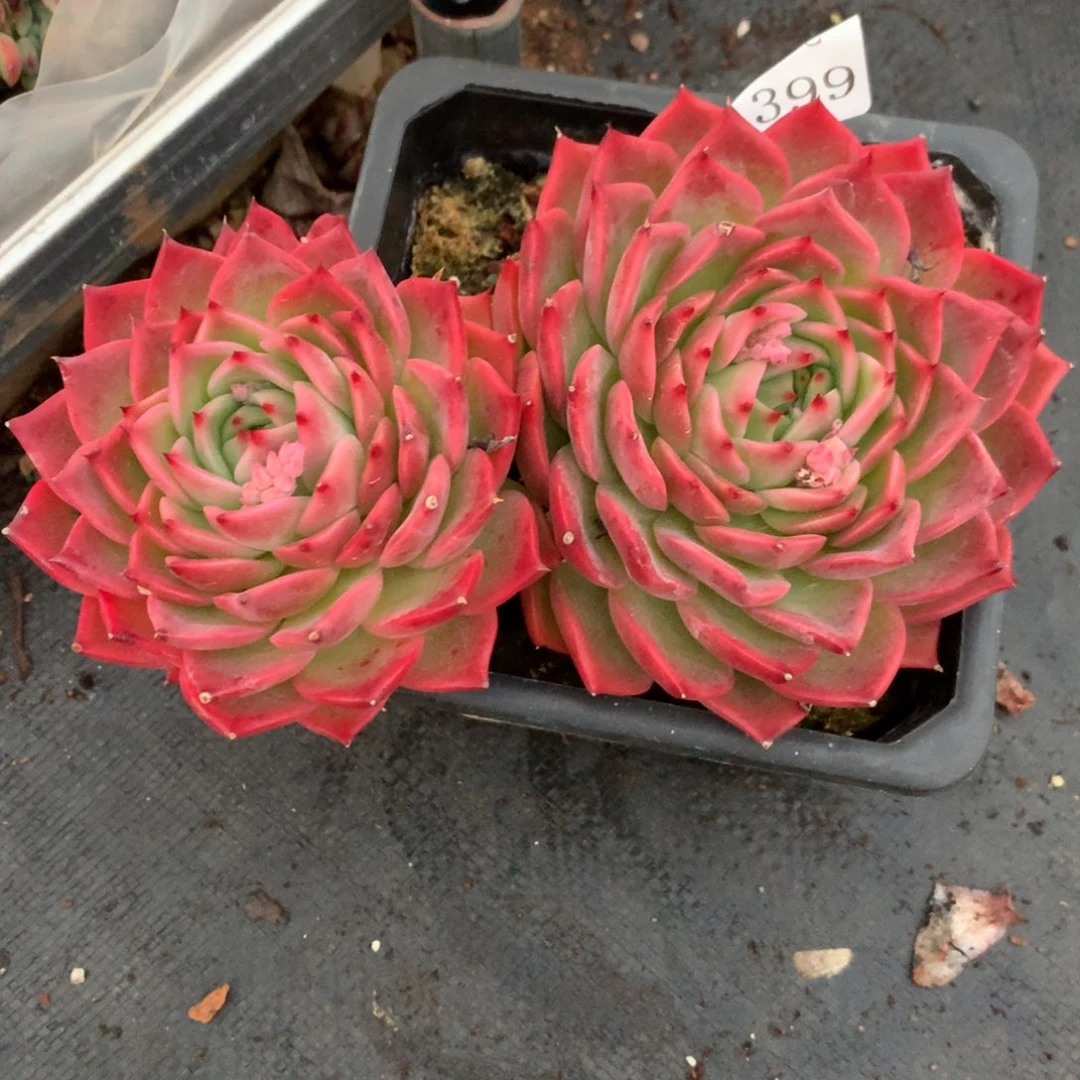 1399杂交多肉老桩