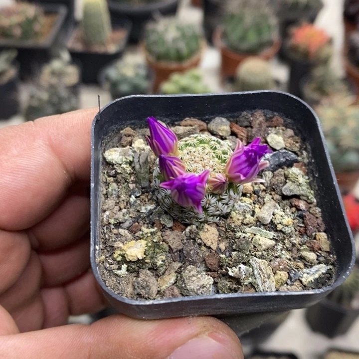 实生克氏丸特价福利