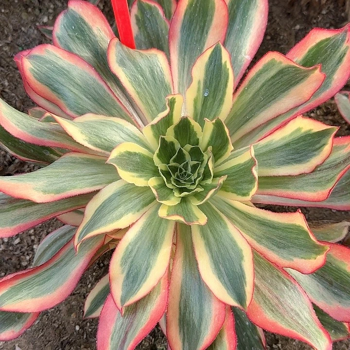 3-1924魅影多肉法师