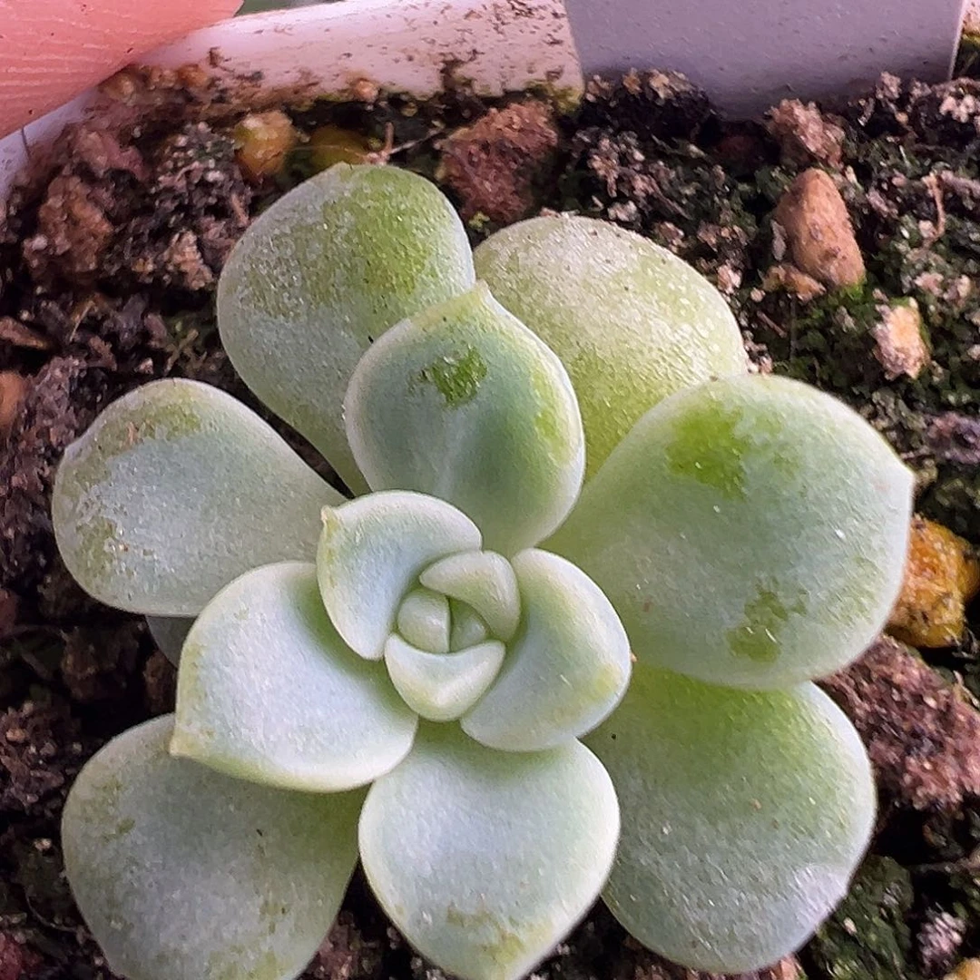 甜言。财富密码。  福利