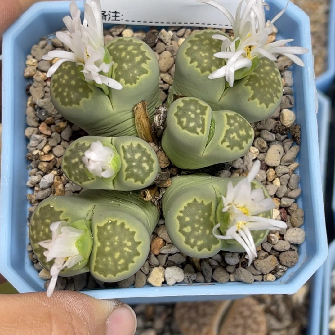 3146群生6头绿福来1