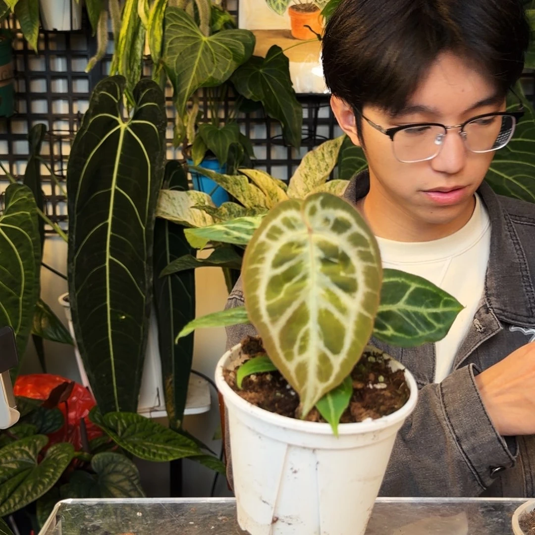 完全开放C173  哪吒