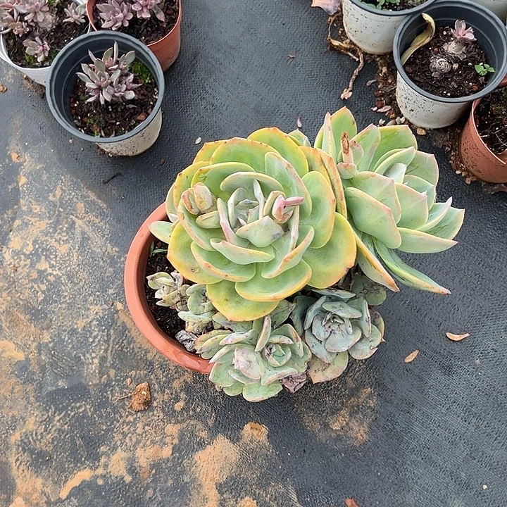 ?***鹿多肉植物实物93