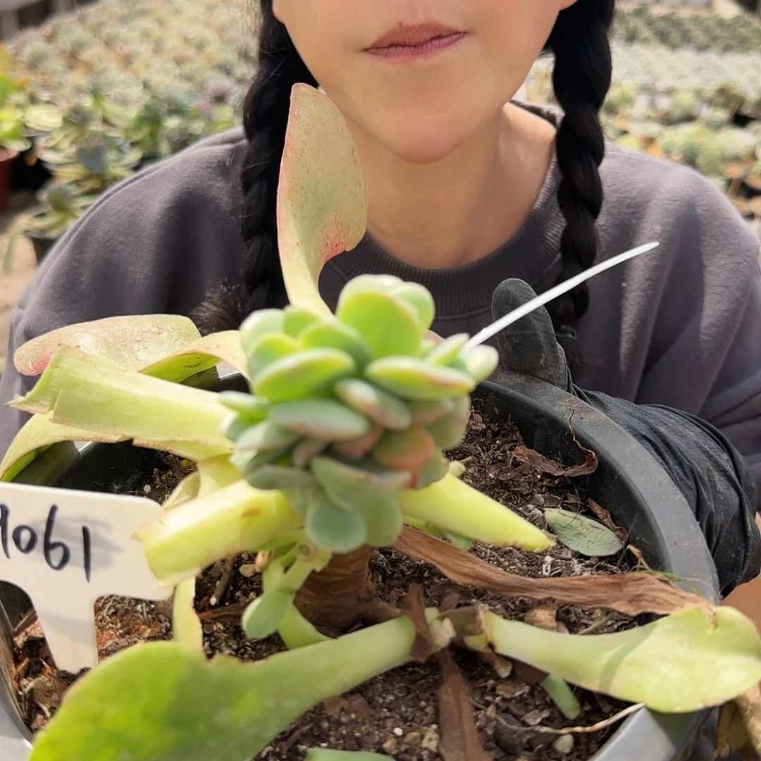 9061号39.9      肉