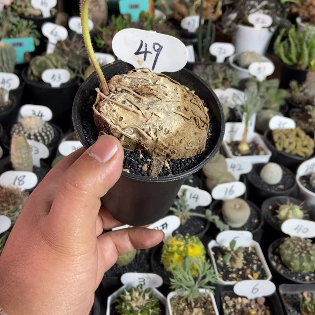 卷叶冰之镜一物一拍