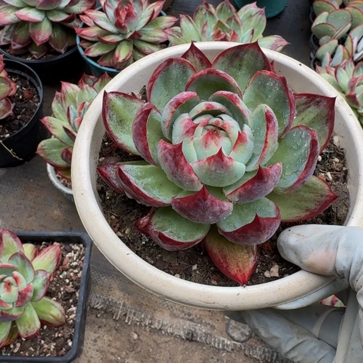 惊鸿仙子 993.....00..