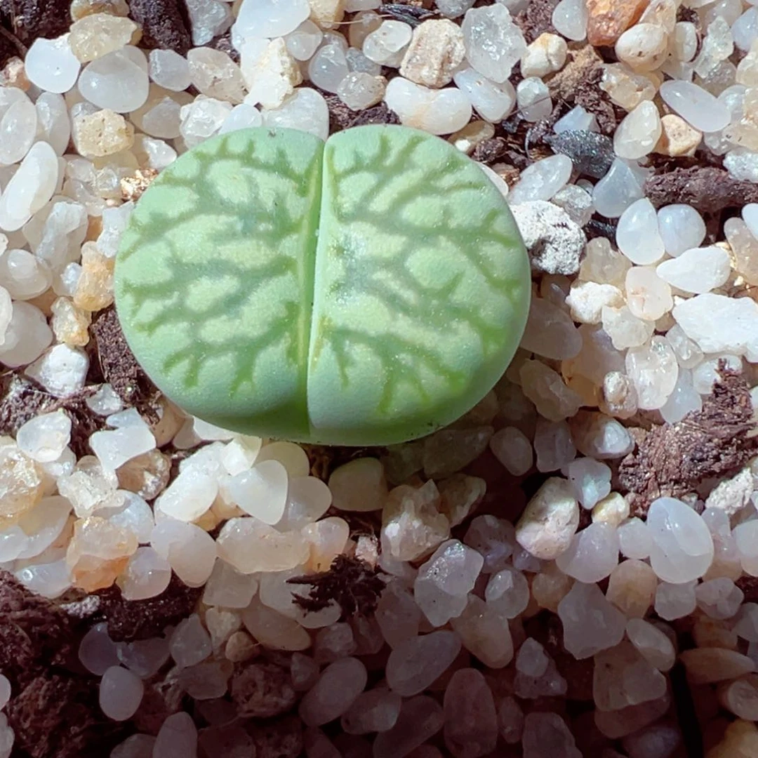 613-736多肉绿菊化石纹