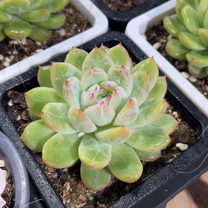 2棵精品雪花珍妮多肉植物