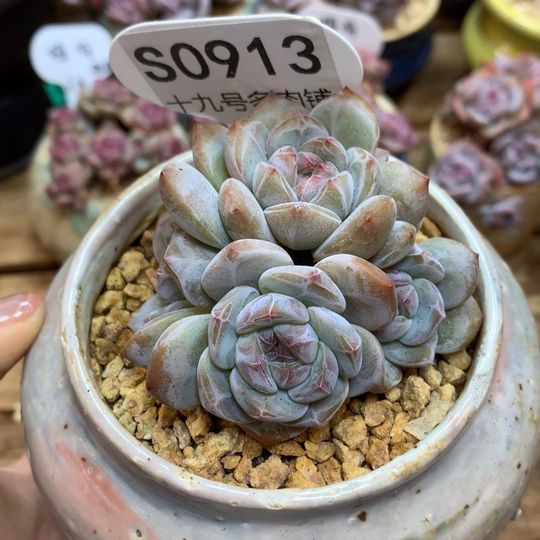 S0913 星影6头 7cm