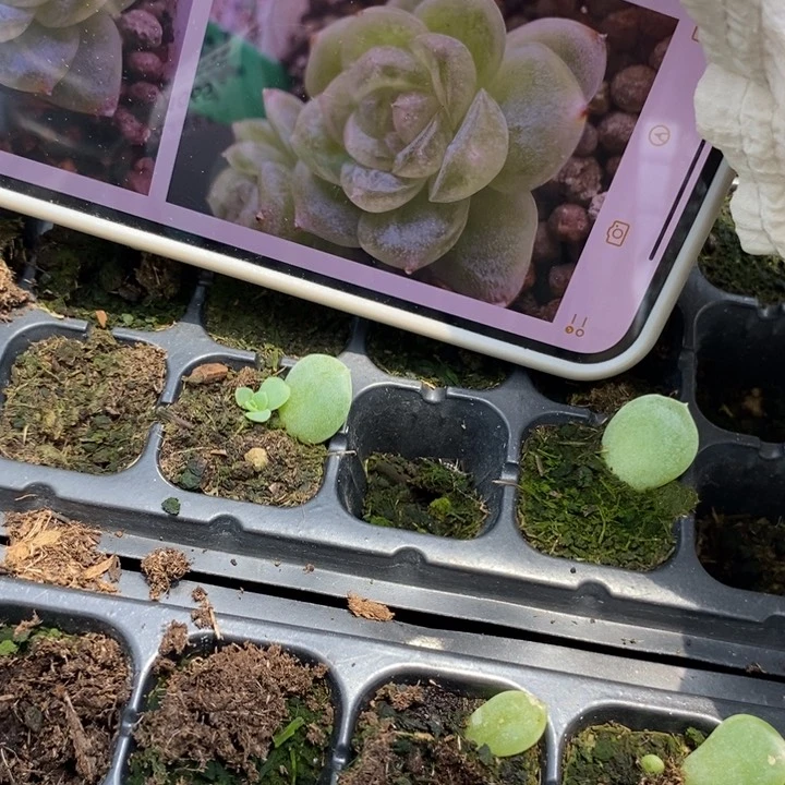 白冰芽苗一个多肉