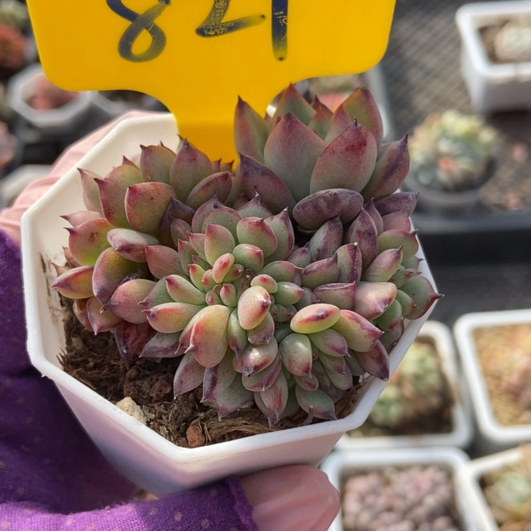 821拉糖缀多肉植物保护