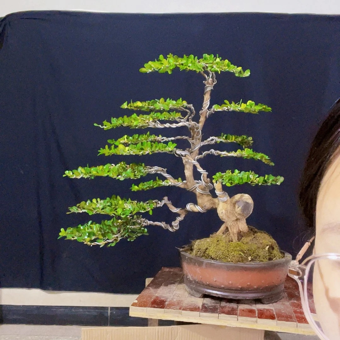 无花朵音***哥瓜子黄杨盆景