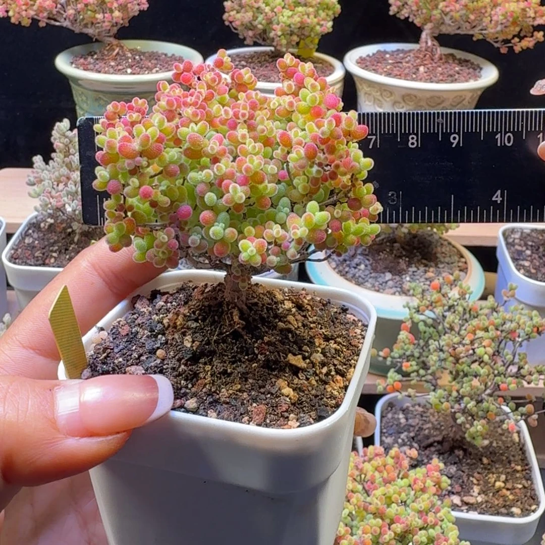 a103号蜜橘冠服6厘米左右