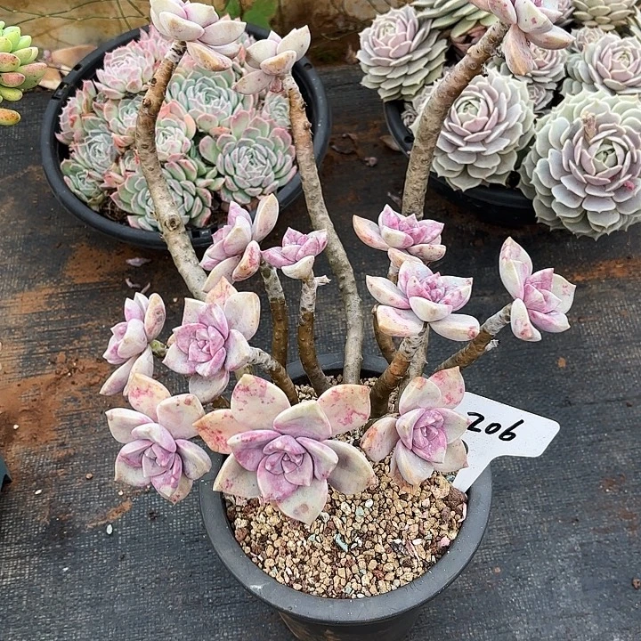 多肉植物，紫乐206号