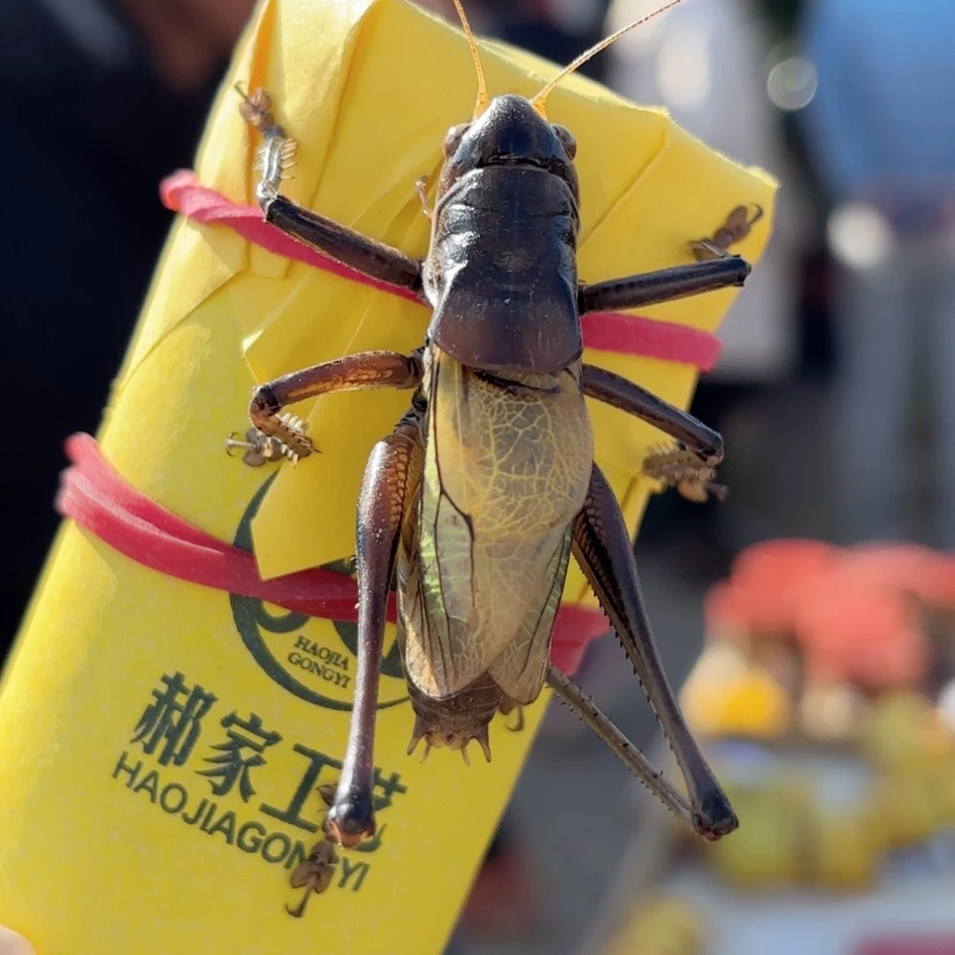 圆***富蝈蝈蝈蝈福福价格