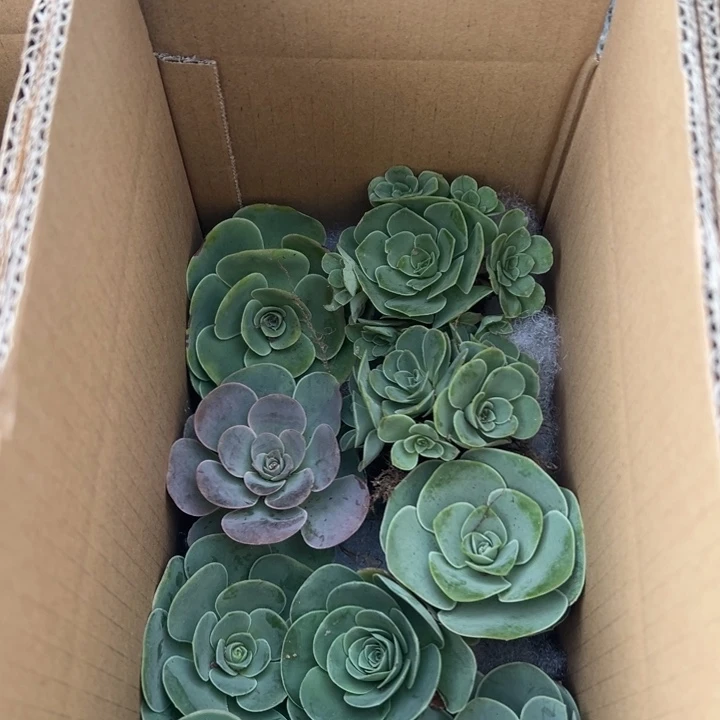 三碗007   十颗不同品种玫瑰组合