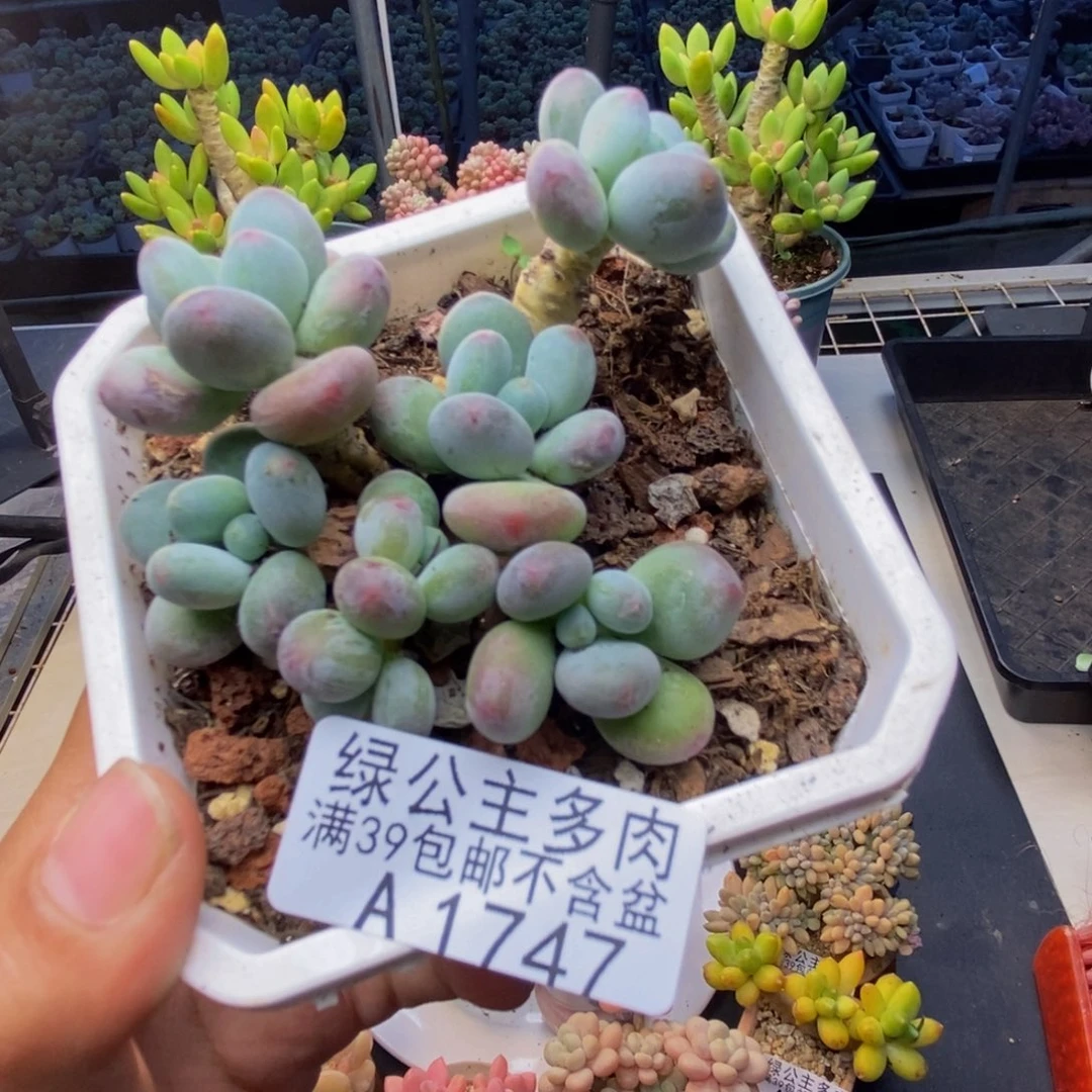 747苹果奶多肉7c m