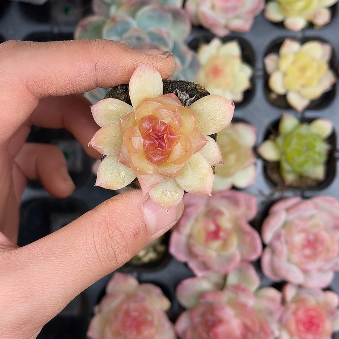 多肉一物一拍29-151