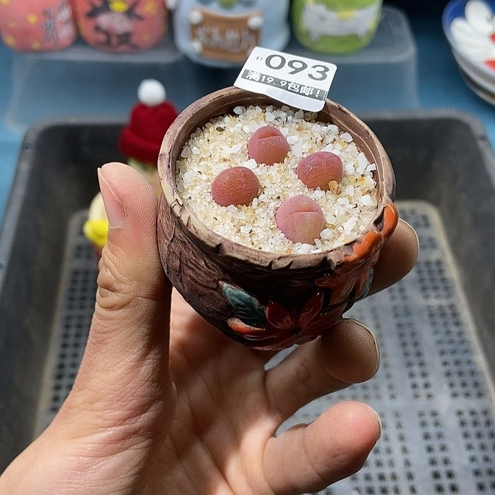 93大舅生石花肉锥