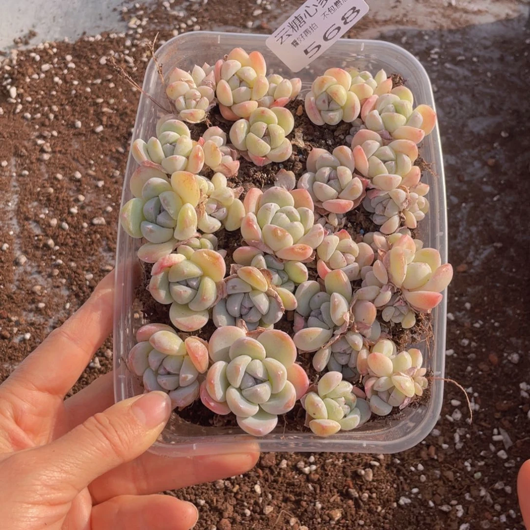 云糖心多肉植物568