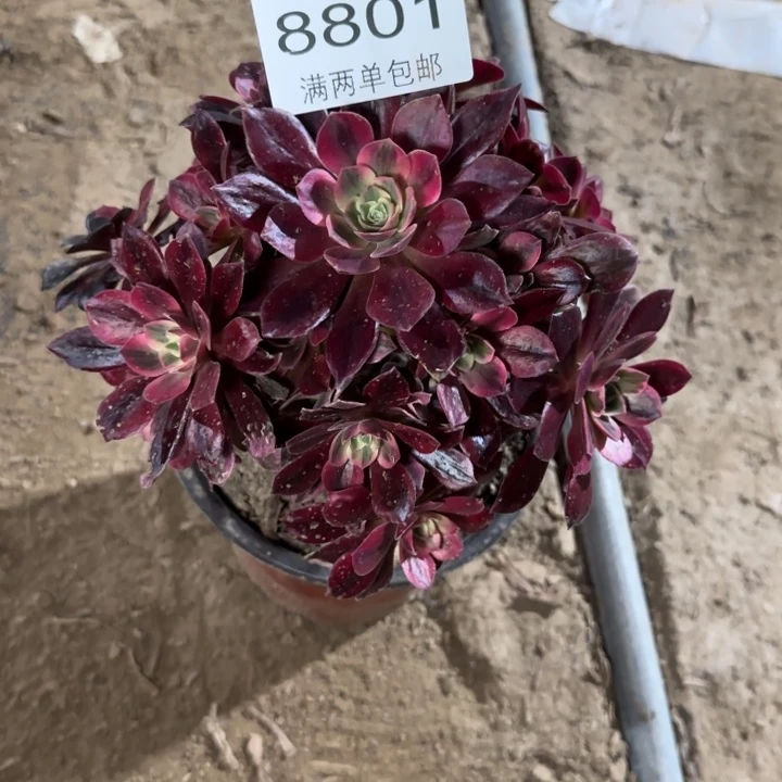 8801白婚莎多肉植物