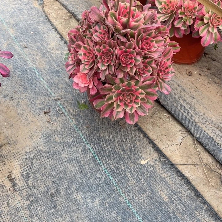 83粉女巫多肉多肉多肉多肉