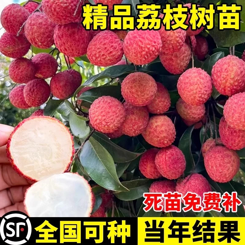 【正宗荔枝苗】荔枝树苖无核桂味果树盆栽妃子笑水果树苗苗当年结果