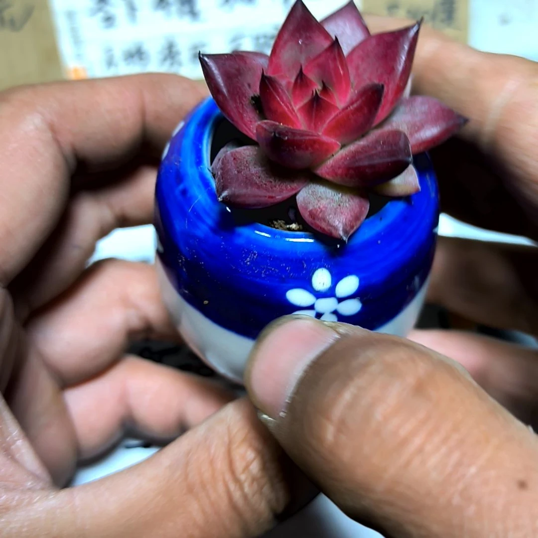 满6元包邮，血罗，多肉一颗贵货